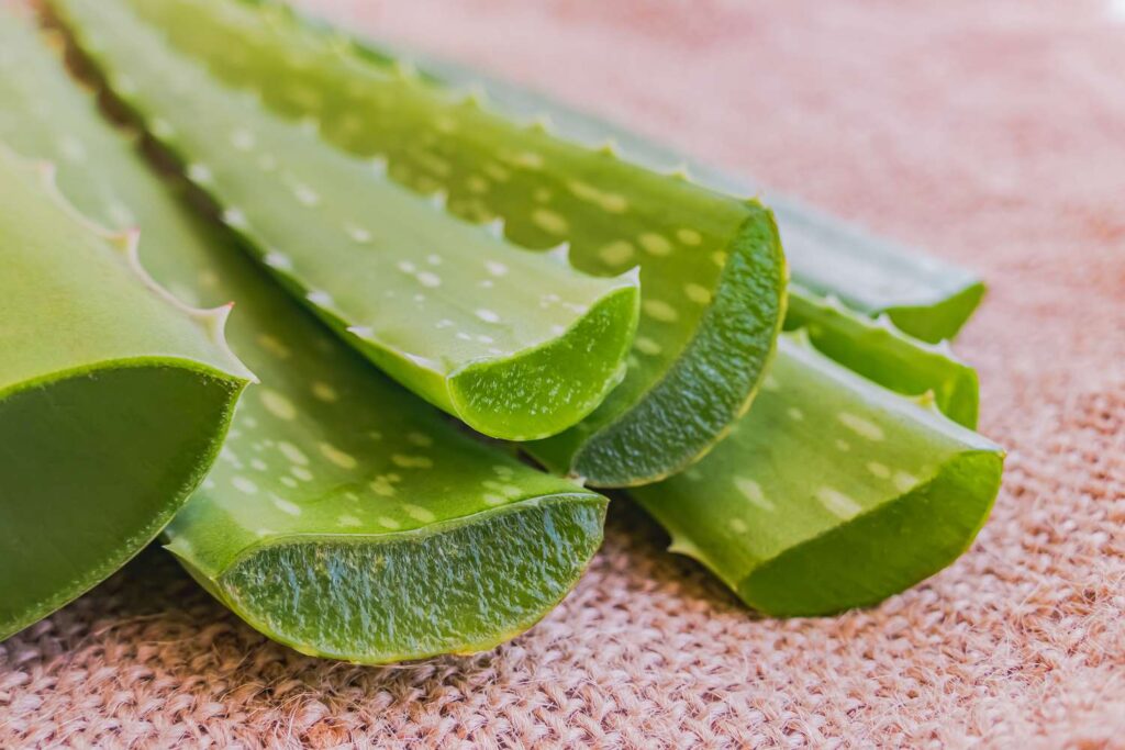 aloe vera toxic