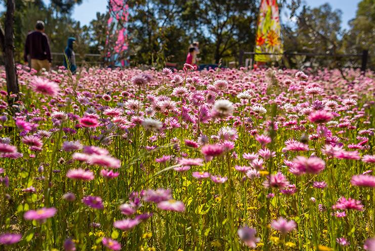 Springtime in Bart