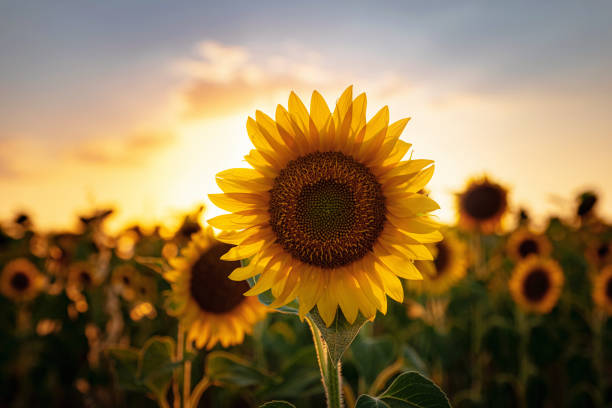 Sunflowers