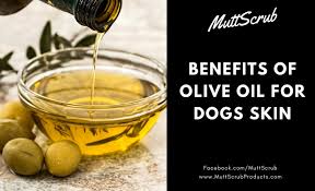 can dogs have olive oil