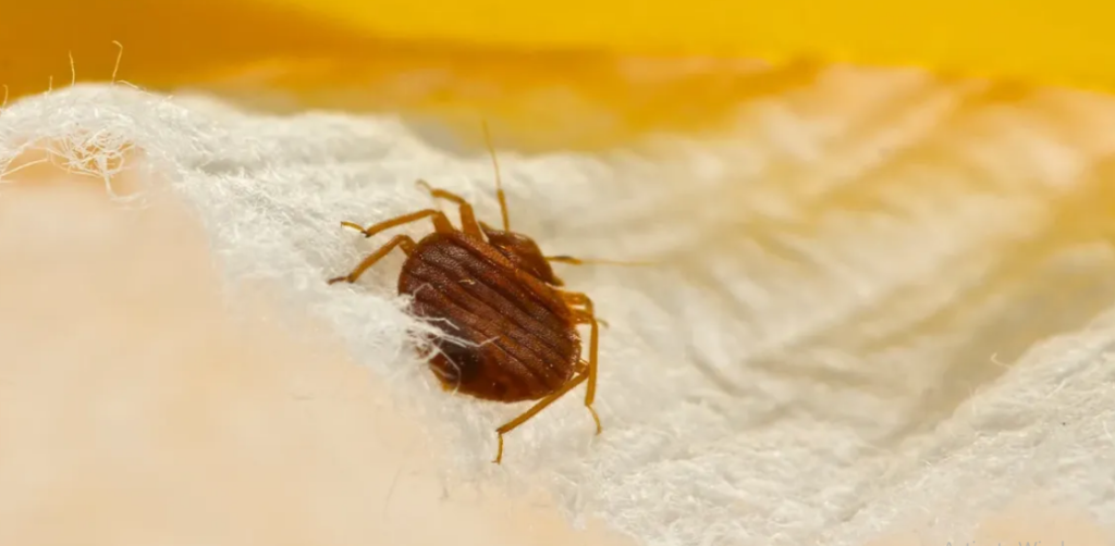 Does Alcohol Kill Bed Bugs?