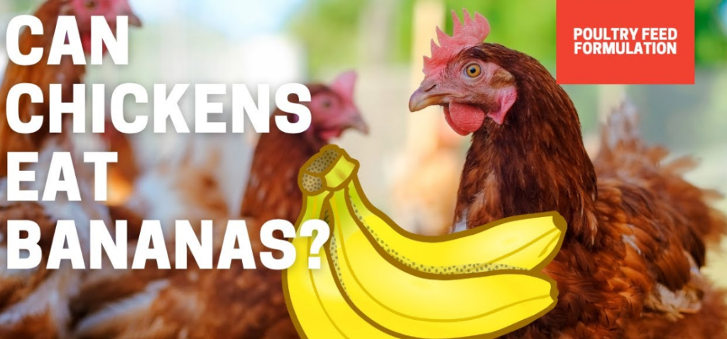 can chickens have bananas