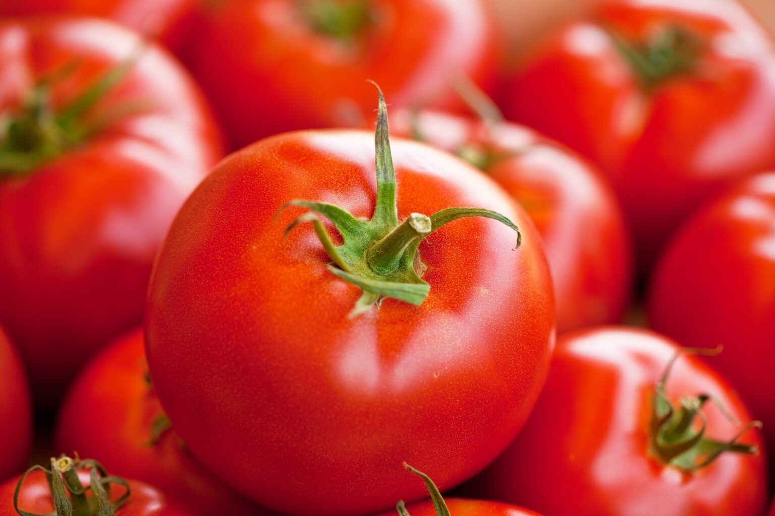 is tomato a fruit or vegetable