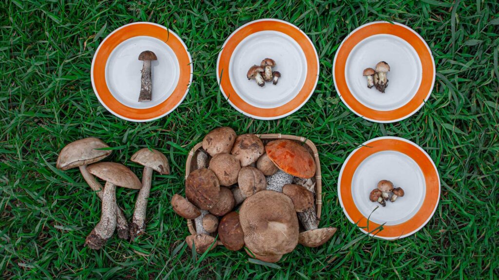 why are mushrooms important to the food chain