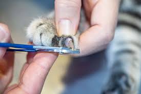 How to Cut Cat Nails