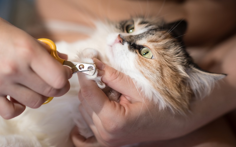 How to Cut Cat Nails